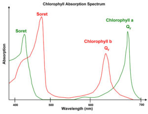 OOS Chlorophyll absorption